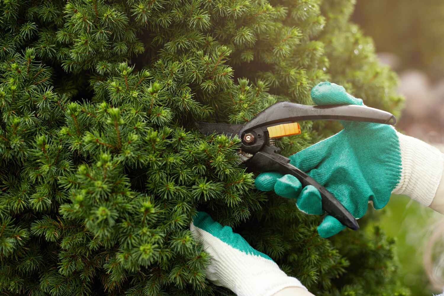 Best Emergency Tree Service  in , WV